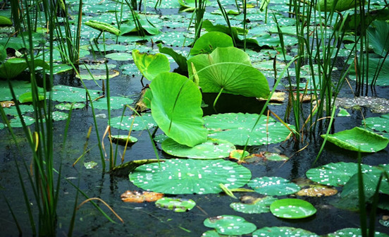 如果墓地也像房地产一样开发结果堪忧